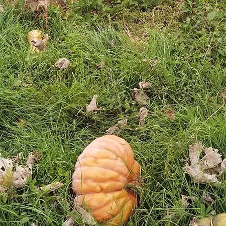Oda ve Kahvaltı Les Hauts De Grazac, Et Tables D'hotes 3*