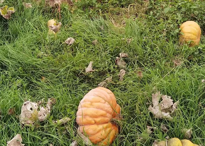 Frühstückspension Les Hauts De Grazac, Et Tables D'hotes 3*